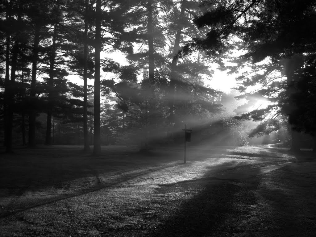 crepuscular rays shine through foggy trees illuminating a lawn