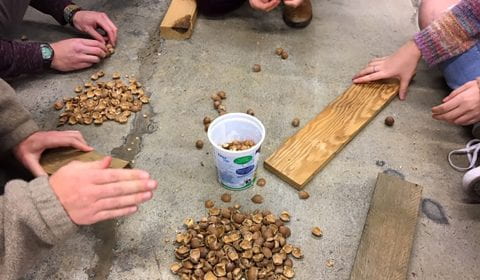 people sorting acorns on  a concrete floor