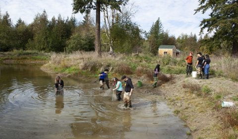 students wading in a pond, fiddling with a large fishing net. On the shore, another group stands around a bucket.