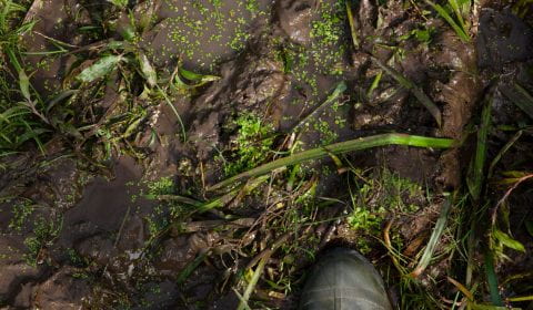 the tip of a boot stepping in muddy ground. Grass strands and duckweed scatter through the mud.