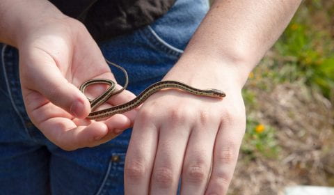 a young person lets a small snake slither from one hand to the back of the other