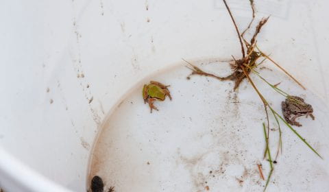 close up of two frogs and a salamander in a bucket