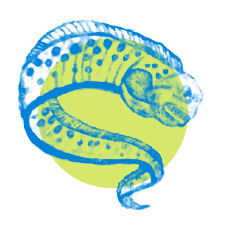 watercolor style illustration of an eel
