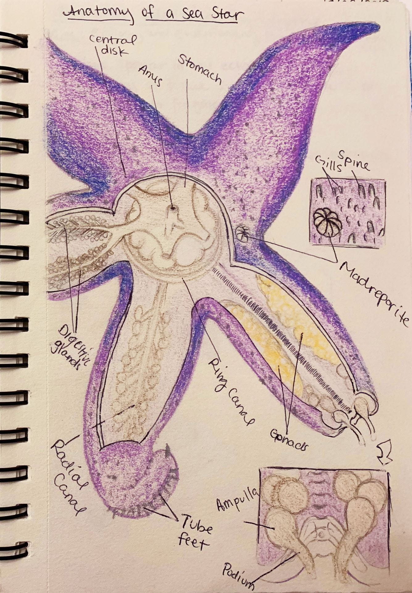 colored pencil illustration with notes about the anatomy of a sea star