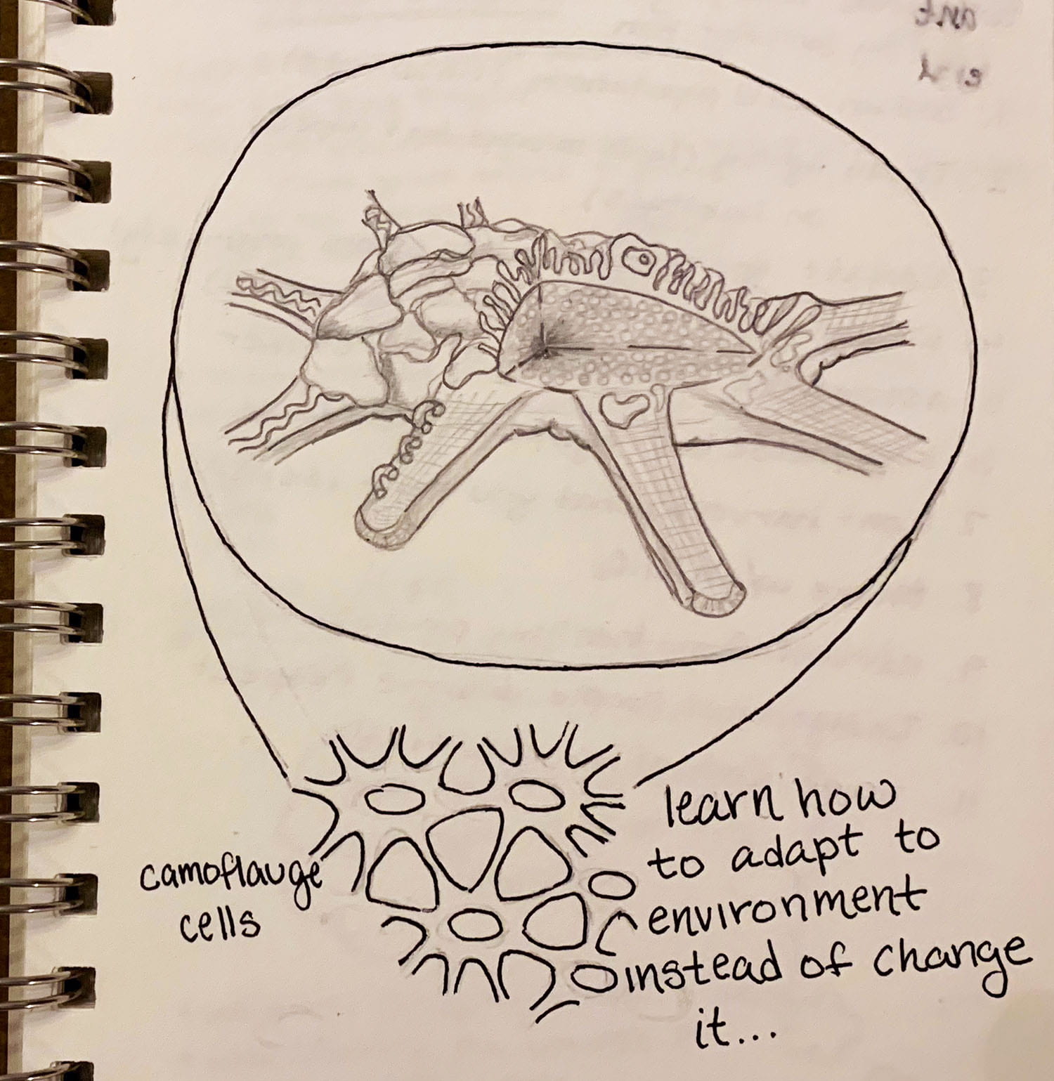 pencil and ink anatomy drawing of a starfish, circled, and cells labeled "camoflauge cells" with written text "learn how to adapt to environment instead of change it..."