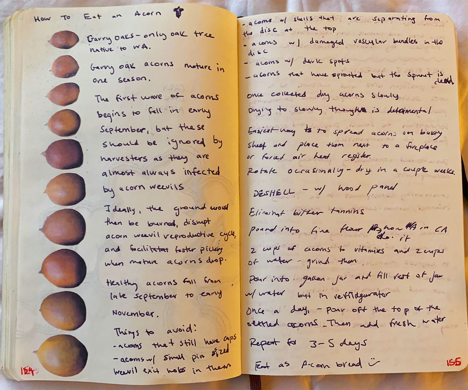 Journal entry titled "How to eat an acorn" showing a line-up of acorns and notes about identifying and harvesting ready acorns