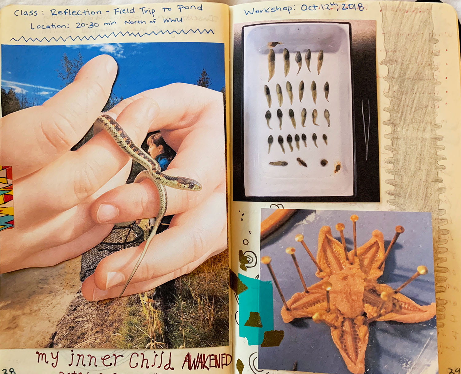 an open scrapbook showing a photo of a person handling a snake, titled My Inner Child Awakened. Another photo shows tadpoles of different ages lined up in a container next to tweezers. A third photo shows a dead starfish pinned to a surface upside-down