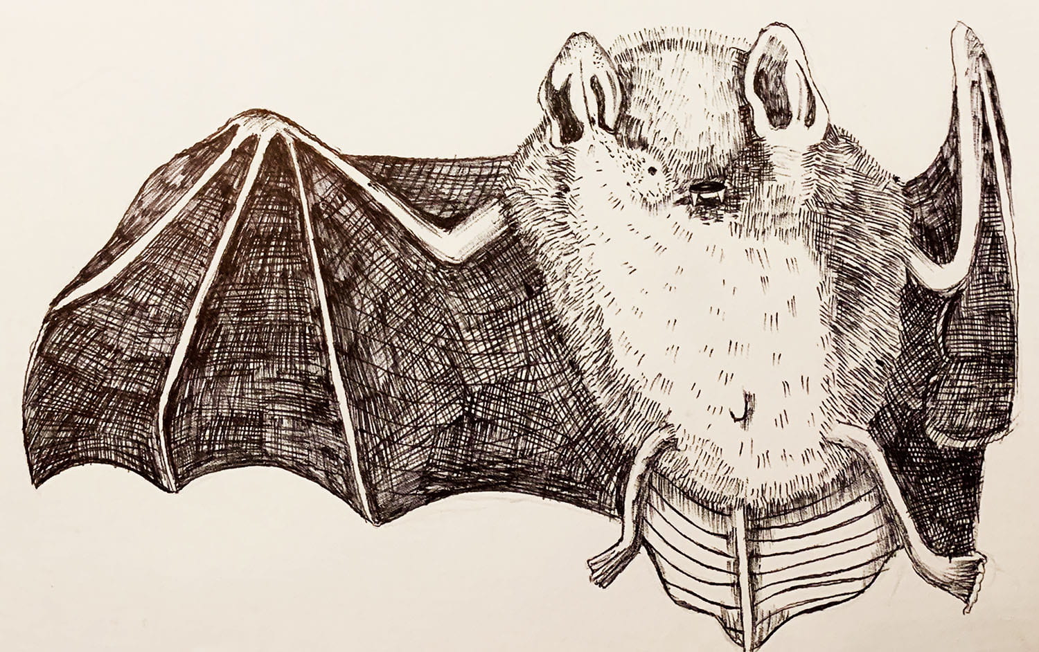 scientific hand drawing of a bat up close
