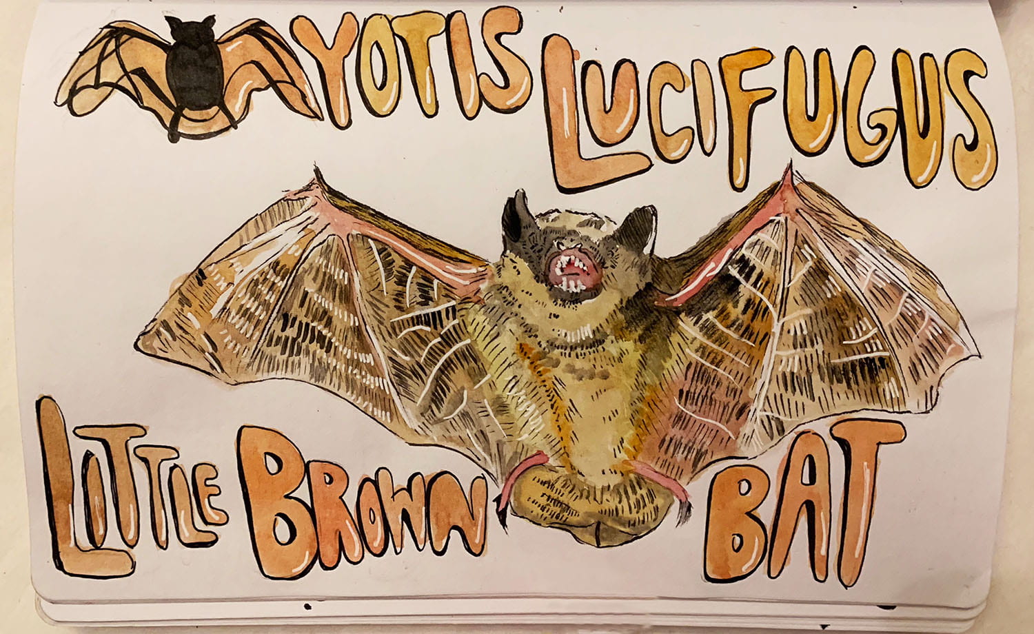 Colorful pen and watercolor illustration of two bats with the words "Yotis Lucifugus, Little Brown Bat"