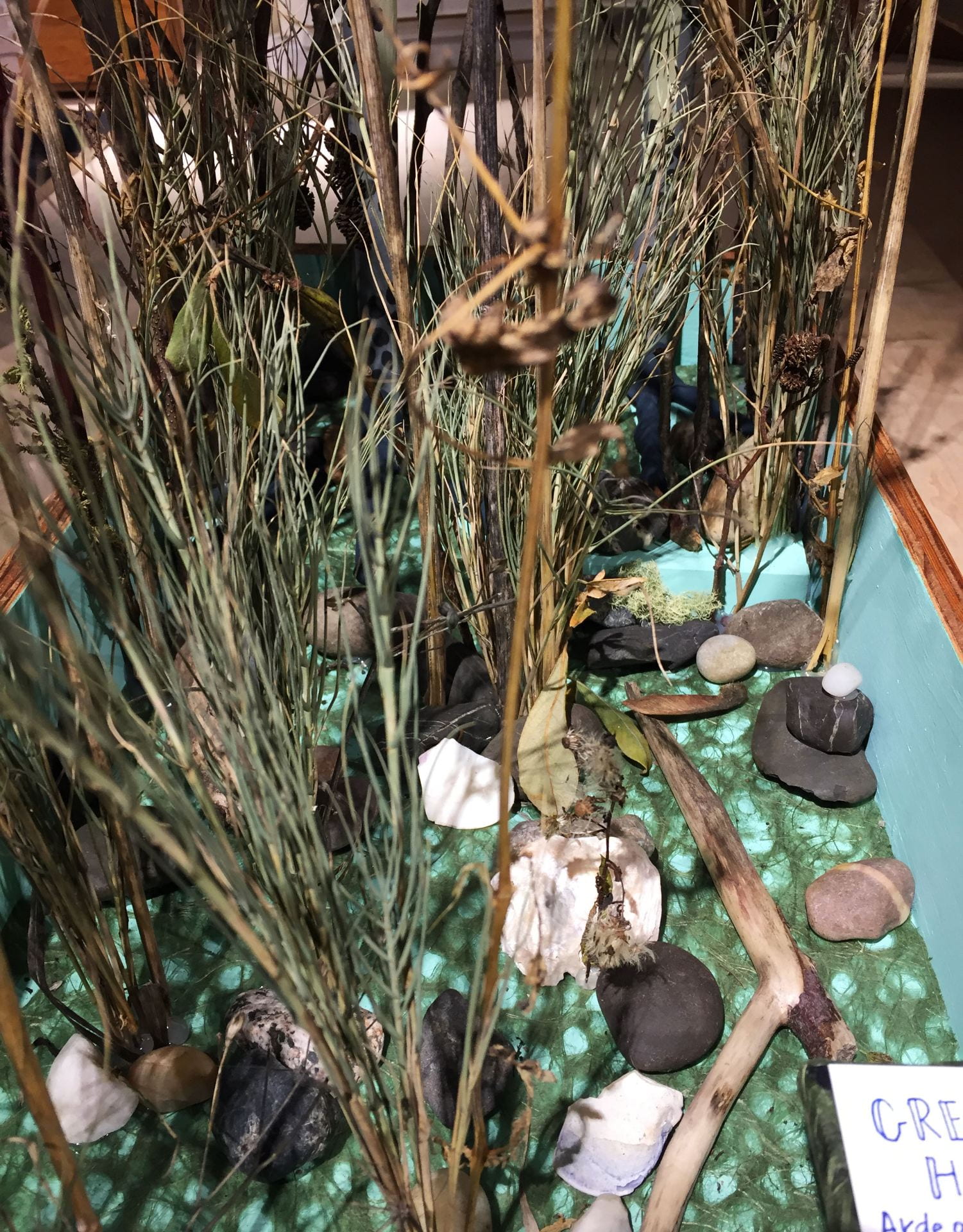 rocks and shells interspersed between dried grass in a display on a table