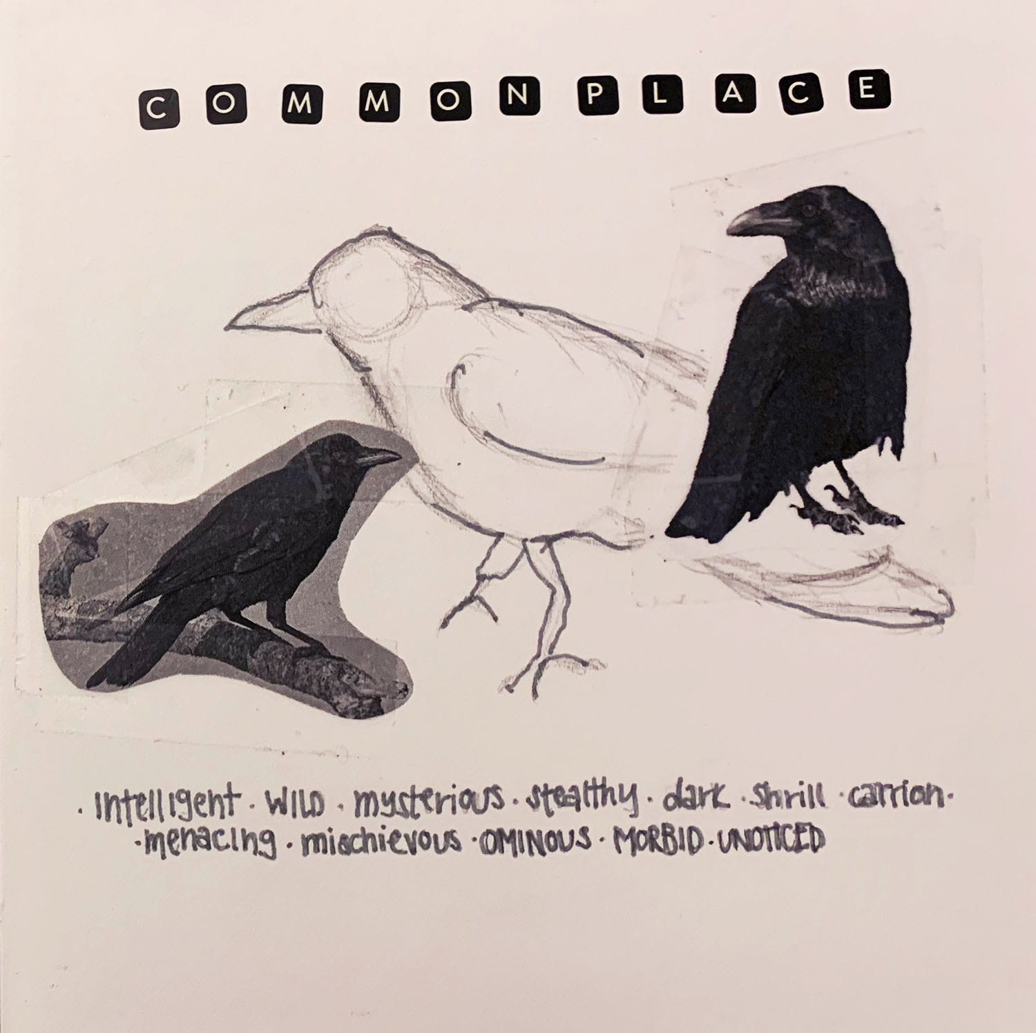 combined drawings and clipped photos of crows titled "commonplace" with text saying "intelligent, wild, mysterious, stealthy, dark, shrill, carrion, menacing, mischievous, ominous, morbid, unoticed"