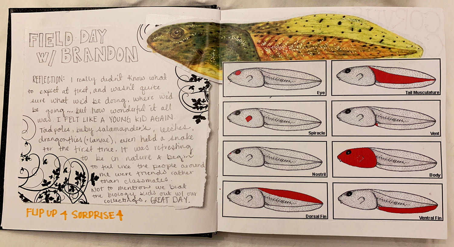 two-page spread in a journal with a brief entry titled Field Day w/Brandon and pen illustrations of tadpoles in various stages of development