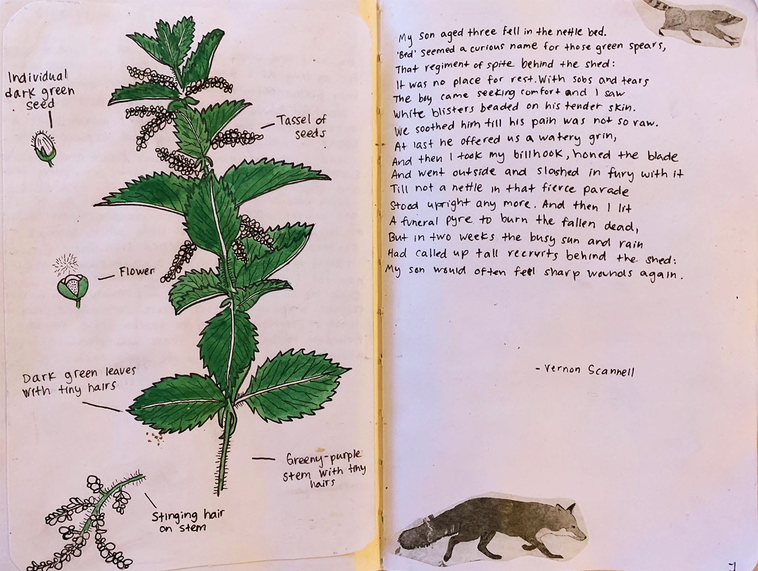 journal entry showing a pen drawing of a plant with labeled parts, a raccoon and a fox, and a story about a boy who was stung by nettles.