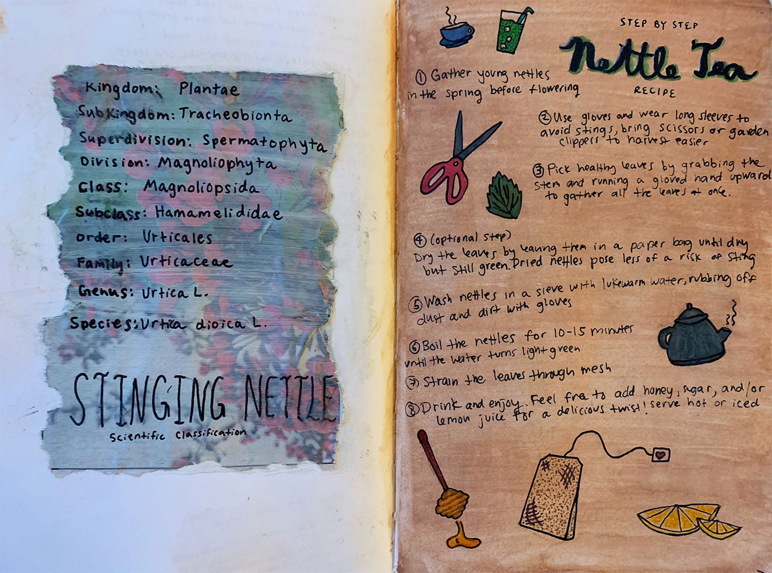 journal entry with notes about stinging nettles, including how to harvest and make tea with them