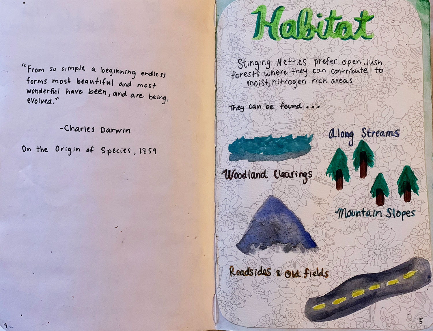 journal entry with a Charles Darwin quote and drawings showing where stinging nettles can be found