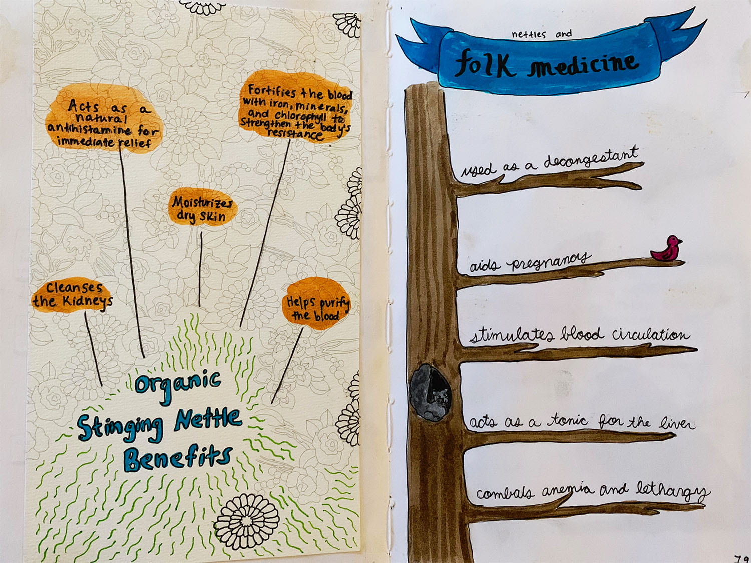 journal entry with illustrations about the benefits of stinging nettles, and what they're used for in folk medicine