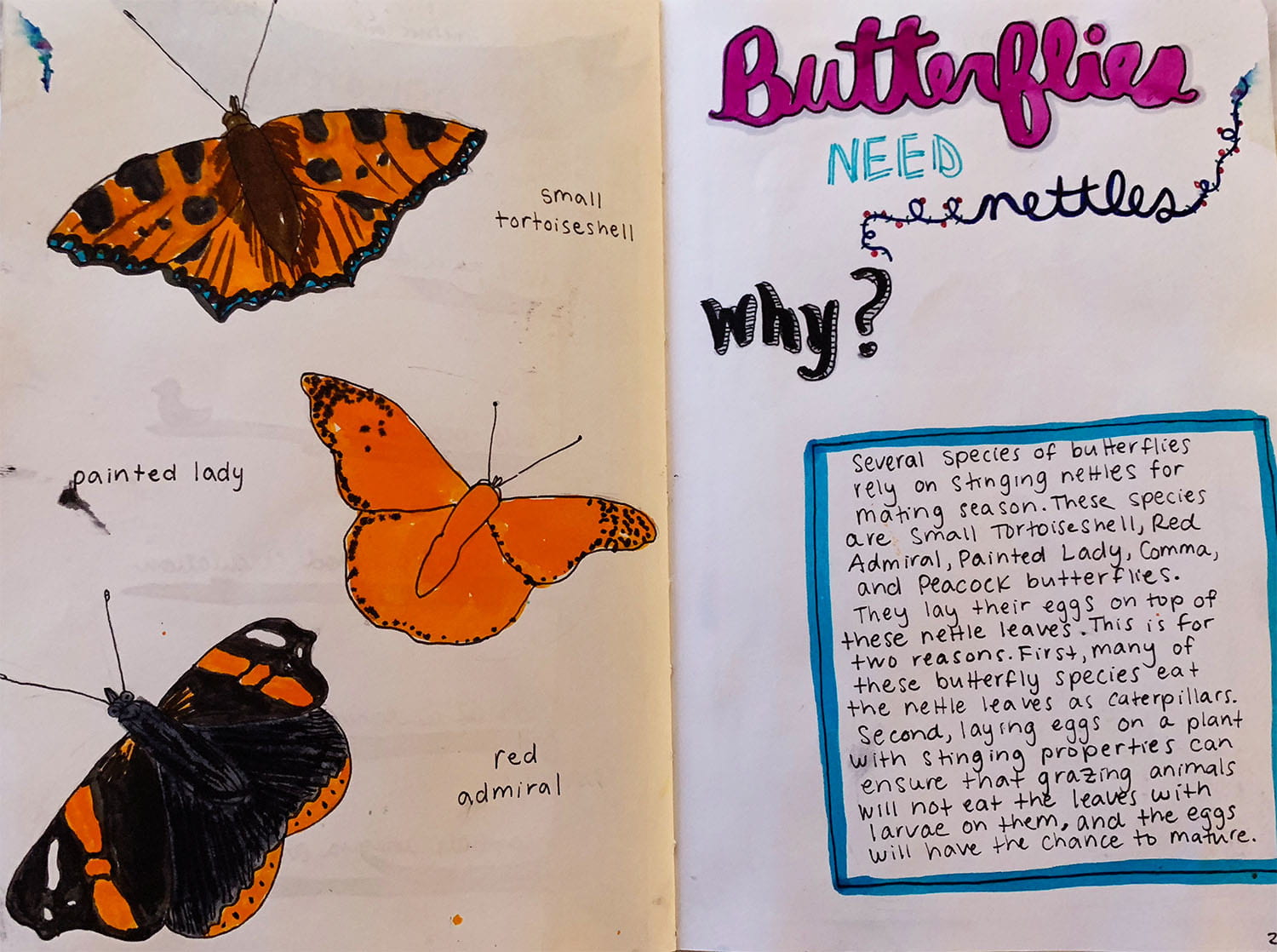 journal entry about species of butterflies, with colored pen drawings of three kinds