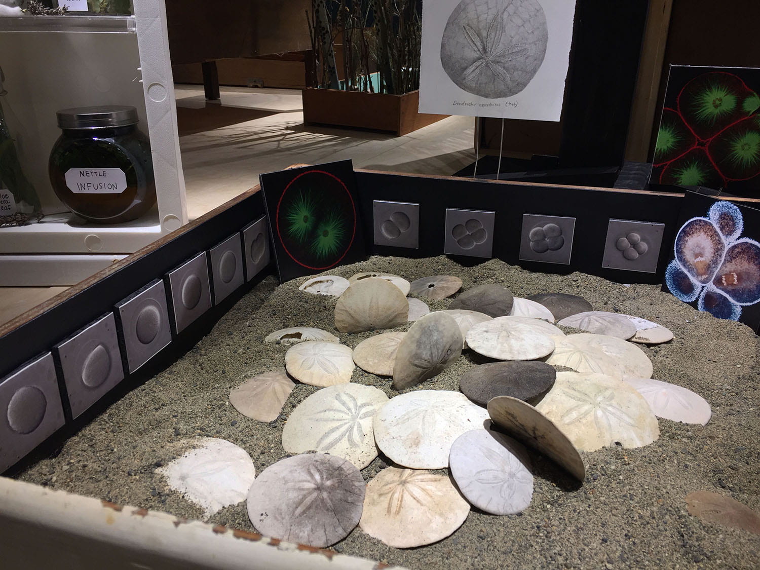 a wood drawer filled with sand and sand dollars, lined with images of cells