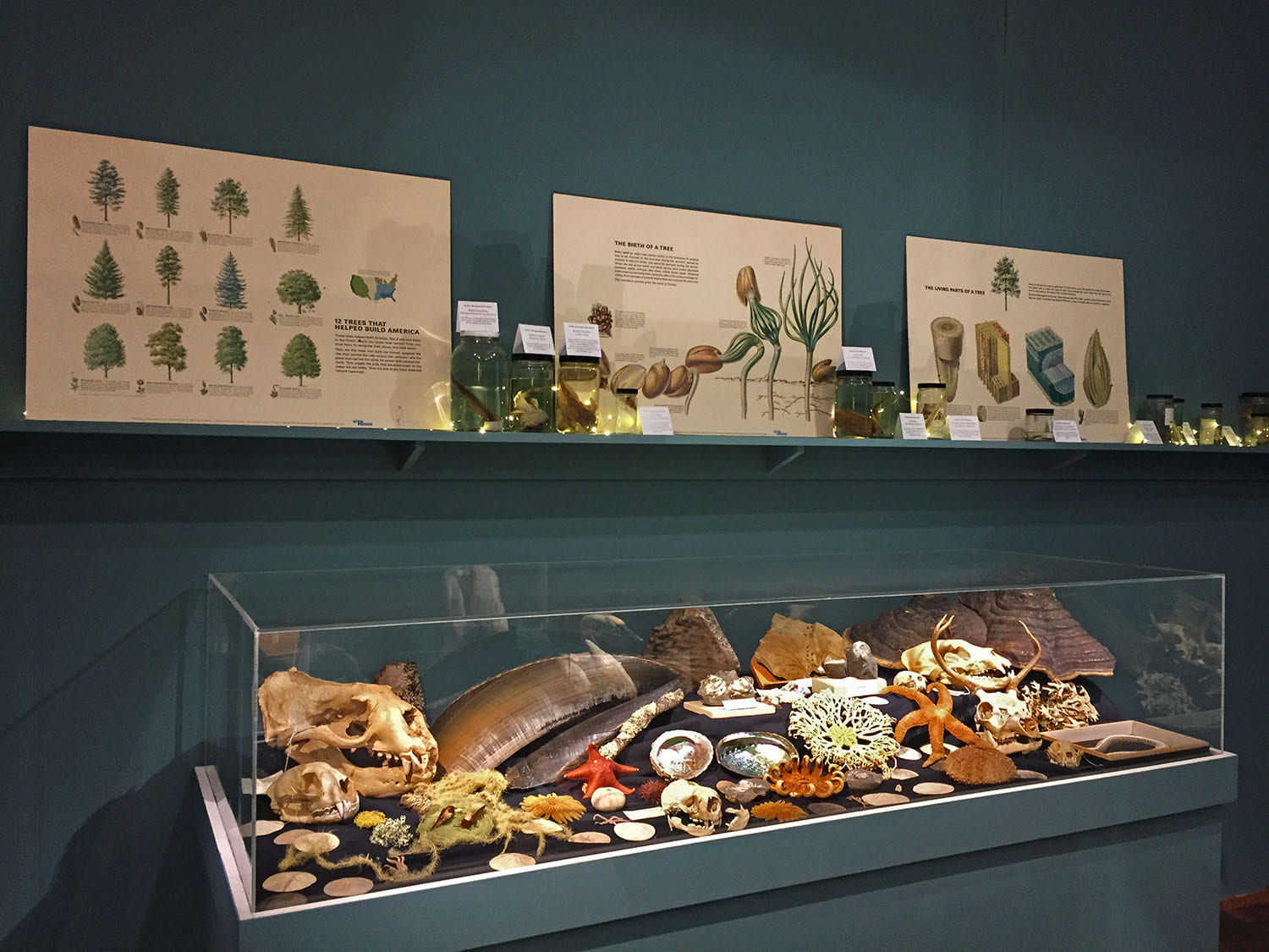 display case full of dead sea life. Above it is a shelf holding labeled jars and diagrams depicting species of plant life