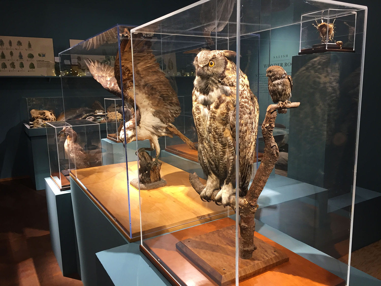 taxidermied birds in display cases: a large and small owl, osprey, and a duck