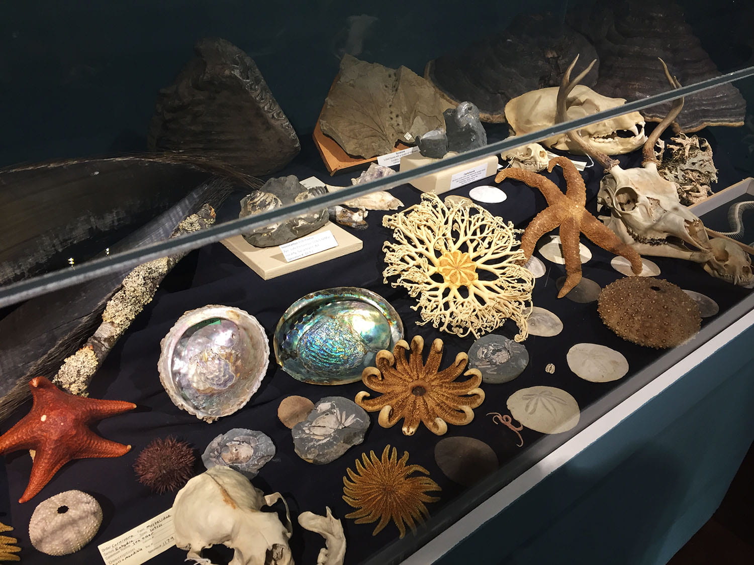 variety of sea life in a display case: starfish, sea urchins, oyster shells, sand dollars, coral, and some animal skulls