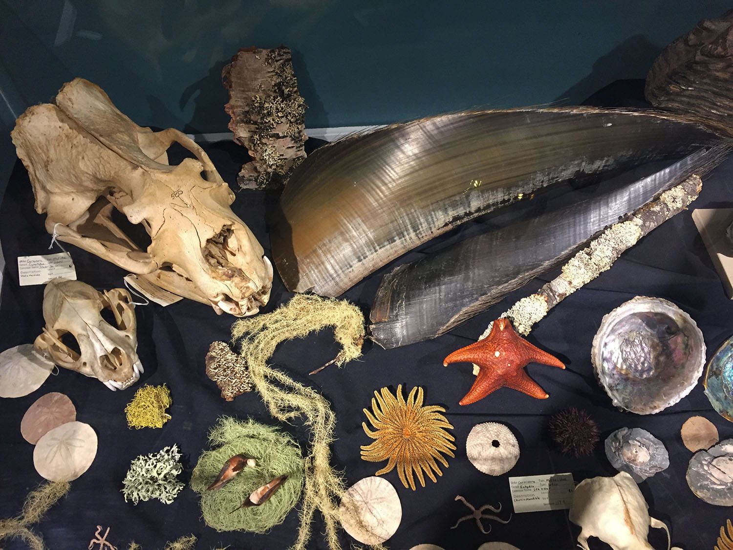 variety of sea life in a display case: animal skulls, sand dollars, lichen, anemone, starfish, sea urchin, and oyster shells