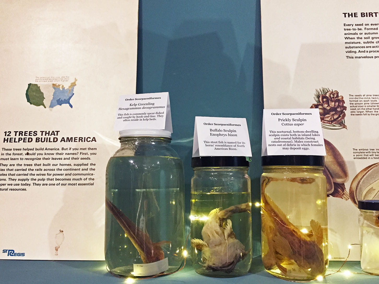 Jars containing specimens in water, labeled: Kelp Greenling, Buffalo Sculpin, Prickly Sculpin