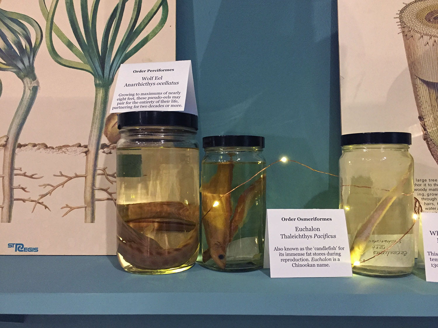 Jars containing specimens in water, labeled: Wolf Eel, and Echalon
