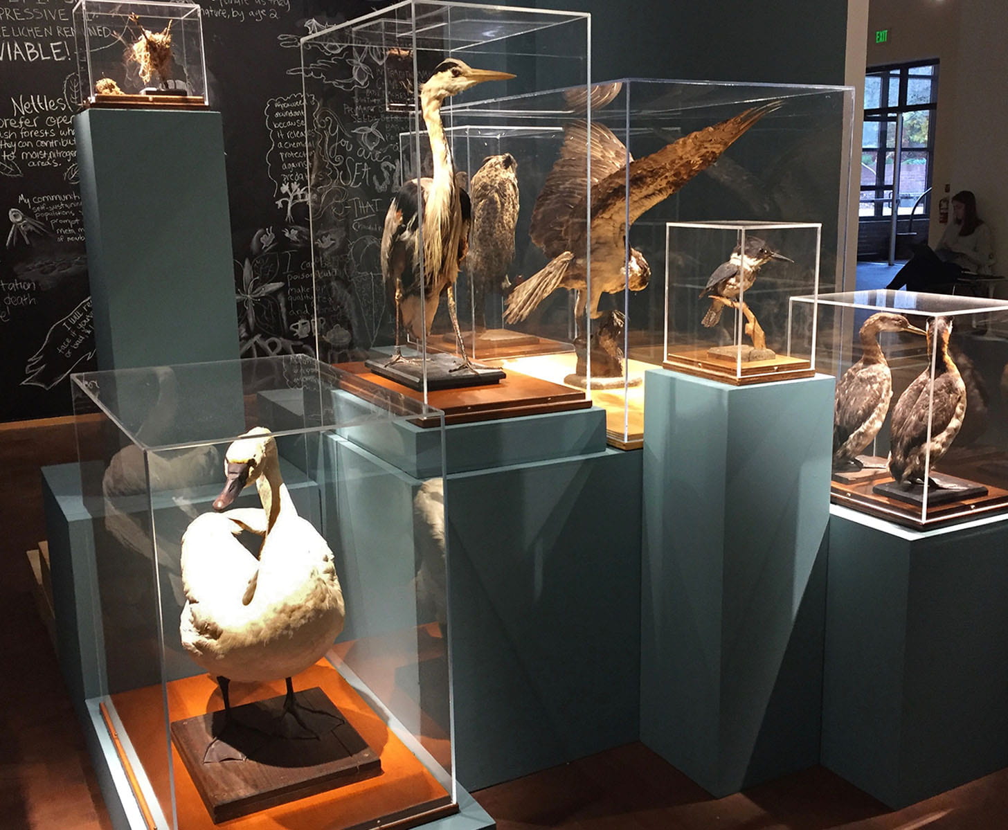 taxidermied birds in display cases: a swan, a heron, owl, osprey, kingfisher, and two ducks