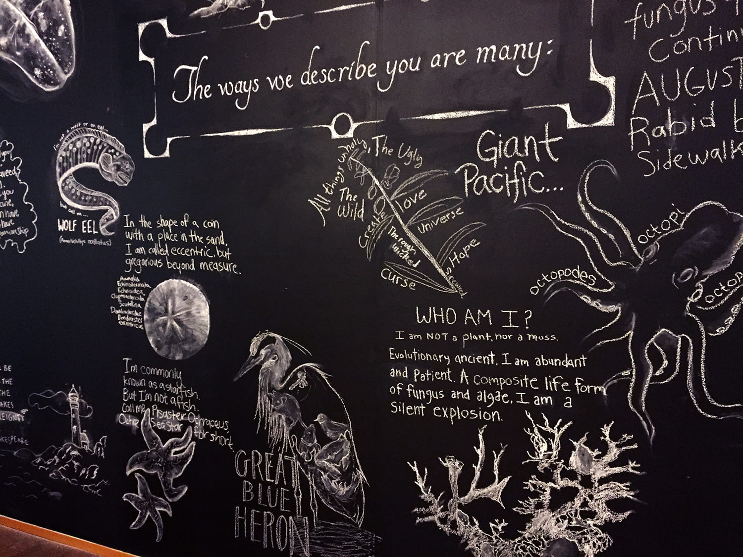 chalkboard drawings and descriptions of: wolf eel, sand dollar, starfish, great blue heron, giant pacific octopus