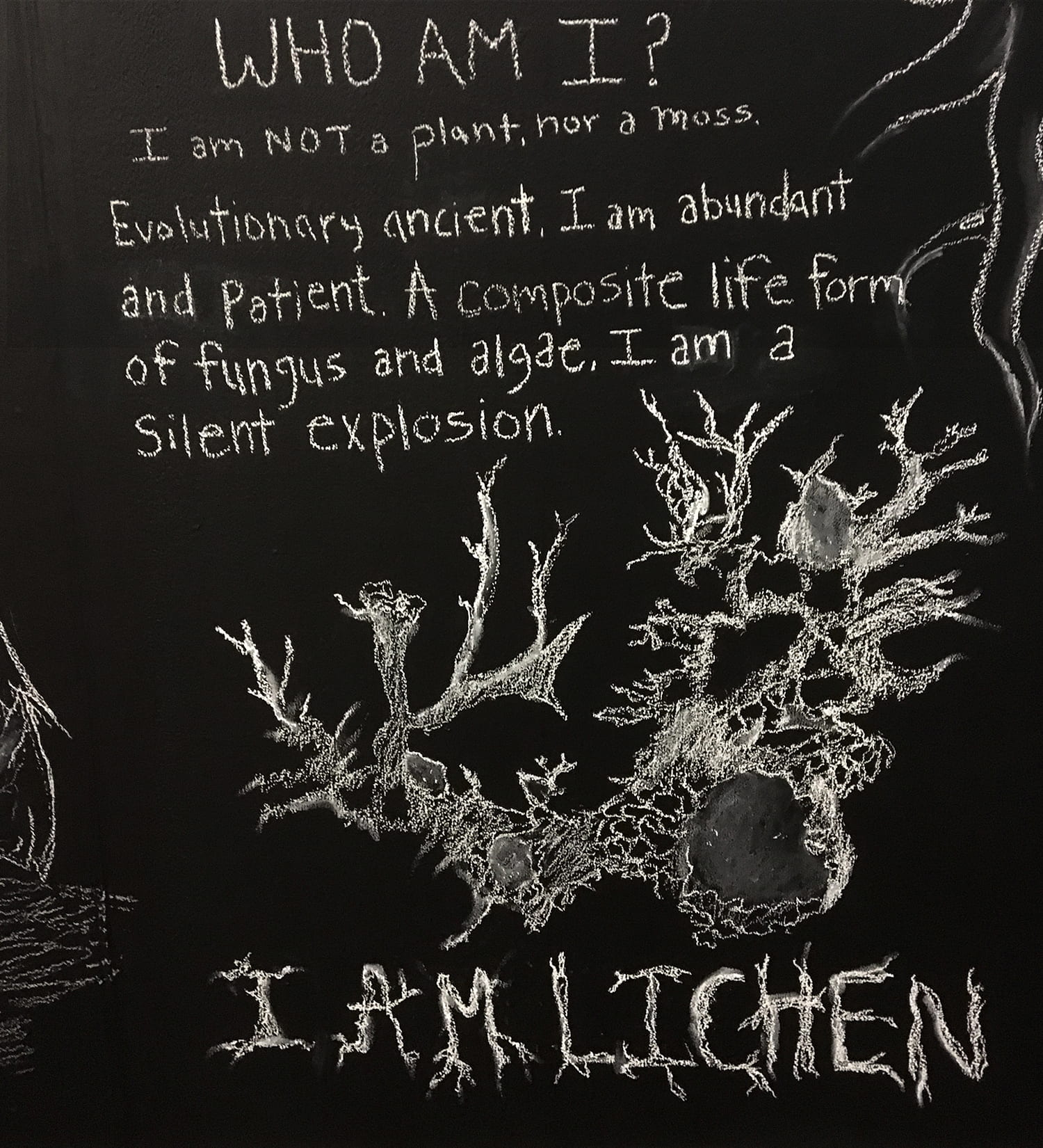 illustration and handwritten words: Who am I? I am not a plant, nor a moss. Evolutionary ancient. I am abundant and patient. A composite life form of fungus and algae, I am a silent explosion. I am lichen.