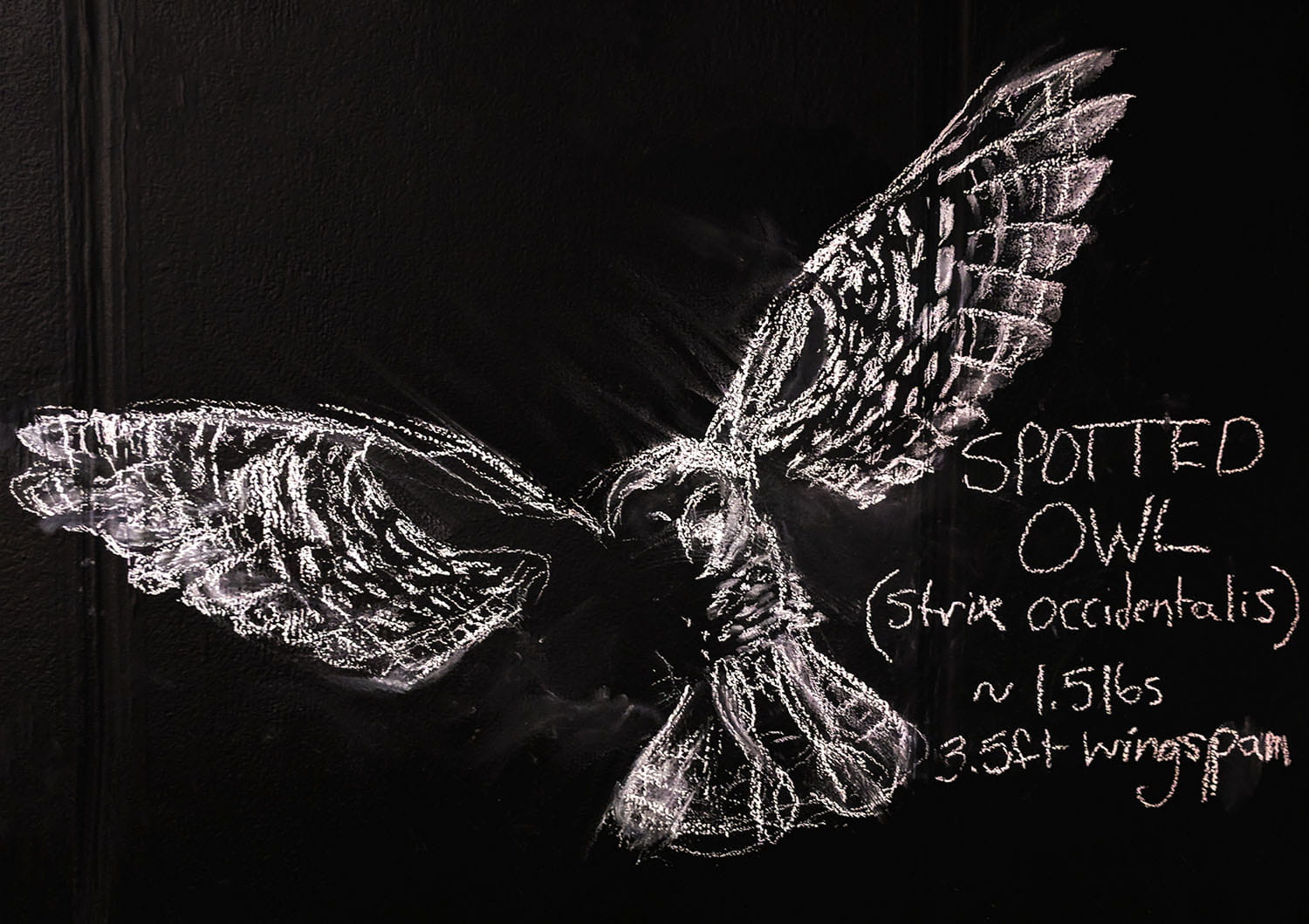 labeled drawing of a spotted owl (Strix Occidentalis) ~ 1.5lbs, 3.5ft wingspan