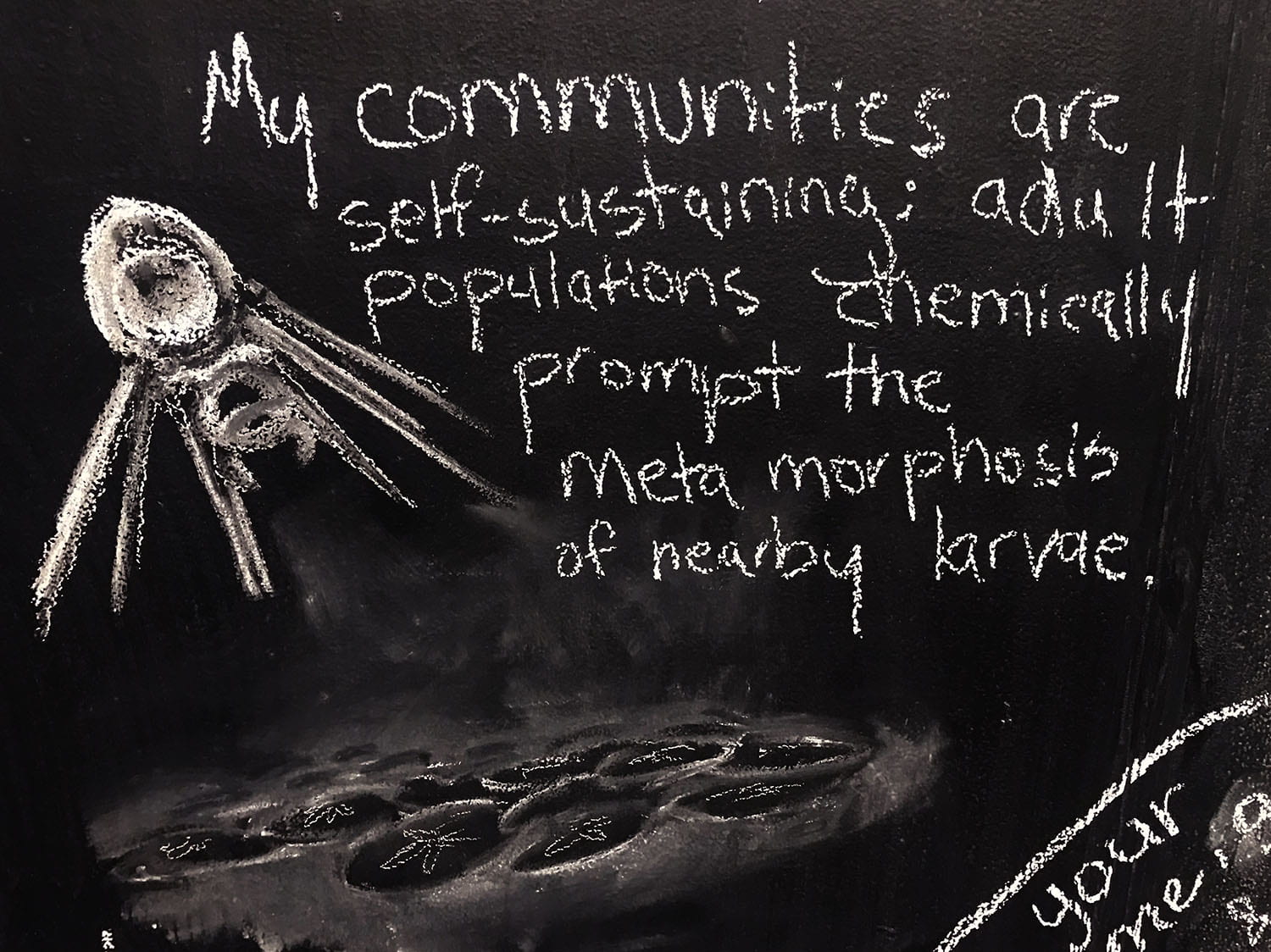 drawing of a squid-like figure hovering over sand dollars. Handwriting says: My communities are self-sustaining; adult populations chemically prompt the metamorphosis of nearby larvae.