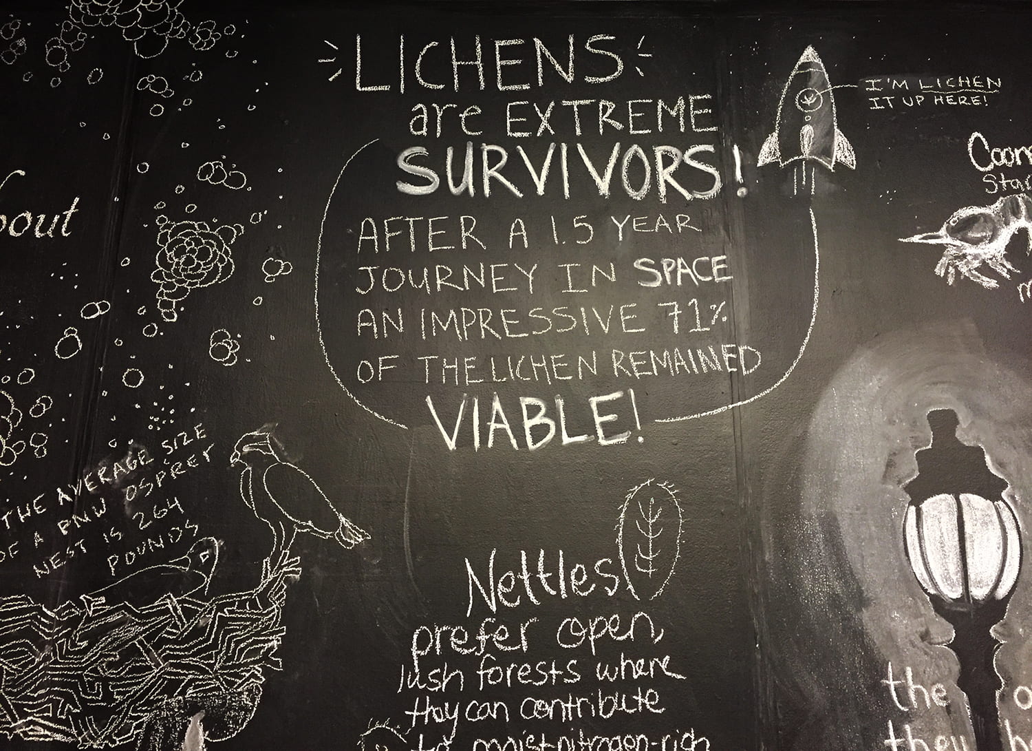 words "Lichens are extreme survivors! After a 1.5 year journey in space an impressive 71% of the lichen remained viable!" circled by a drawing of a rocket with the words "I'm lichen it up here" coming out of it.