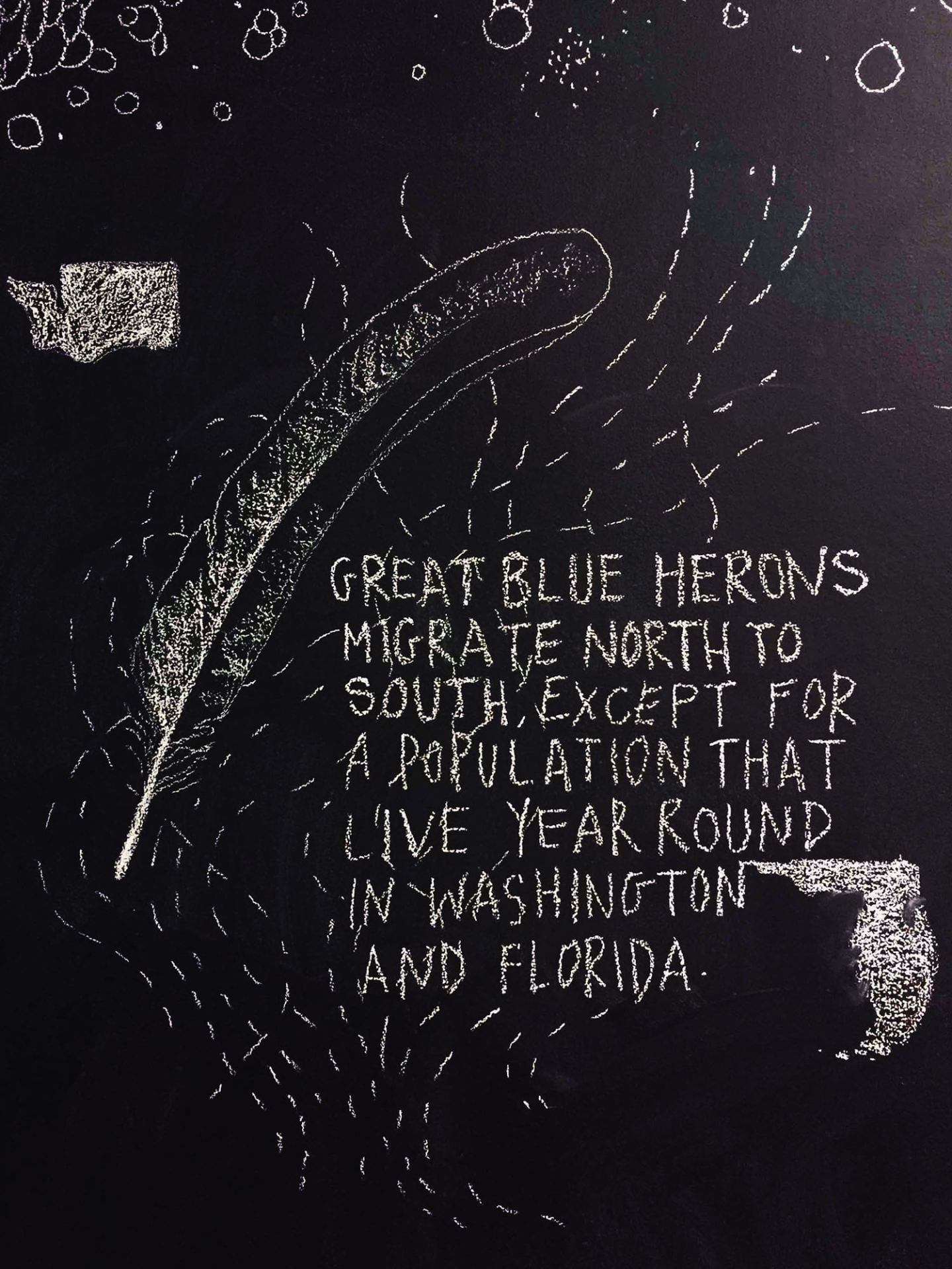 labeled illustration of a feather: "Great blue herons migrate north to south, except for a population that live year round in Washington and Florida"