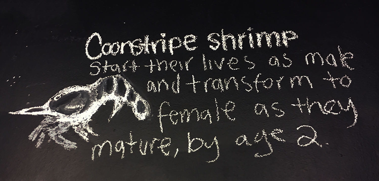 labeled drawing: "Coonstripe shrimp start their lives as male and transform to female as they mature, by age 2"