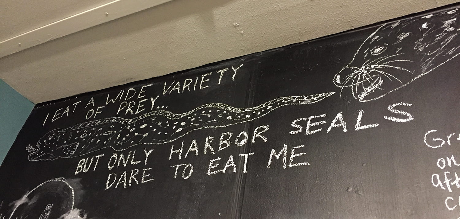 drawing of a seal chasing an eel and the words "I eat a wide variety of prey... but only harbor seals dare to eat me"