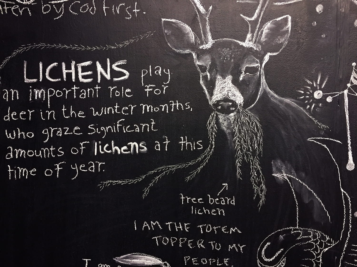 drawing of a deer chewing tree beard lichen, and the words "Lichens play an important role for deer in the winter months, who graze significant amounts of lichens at this time of year."