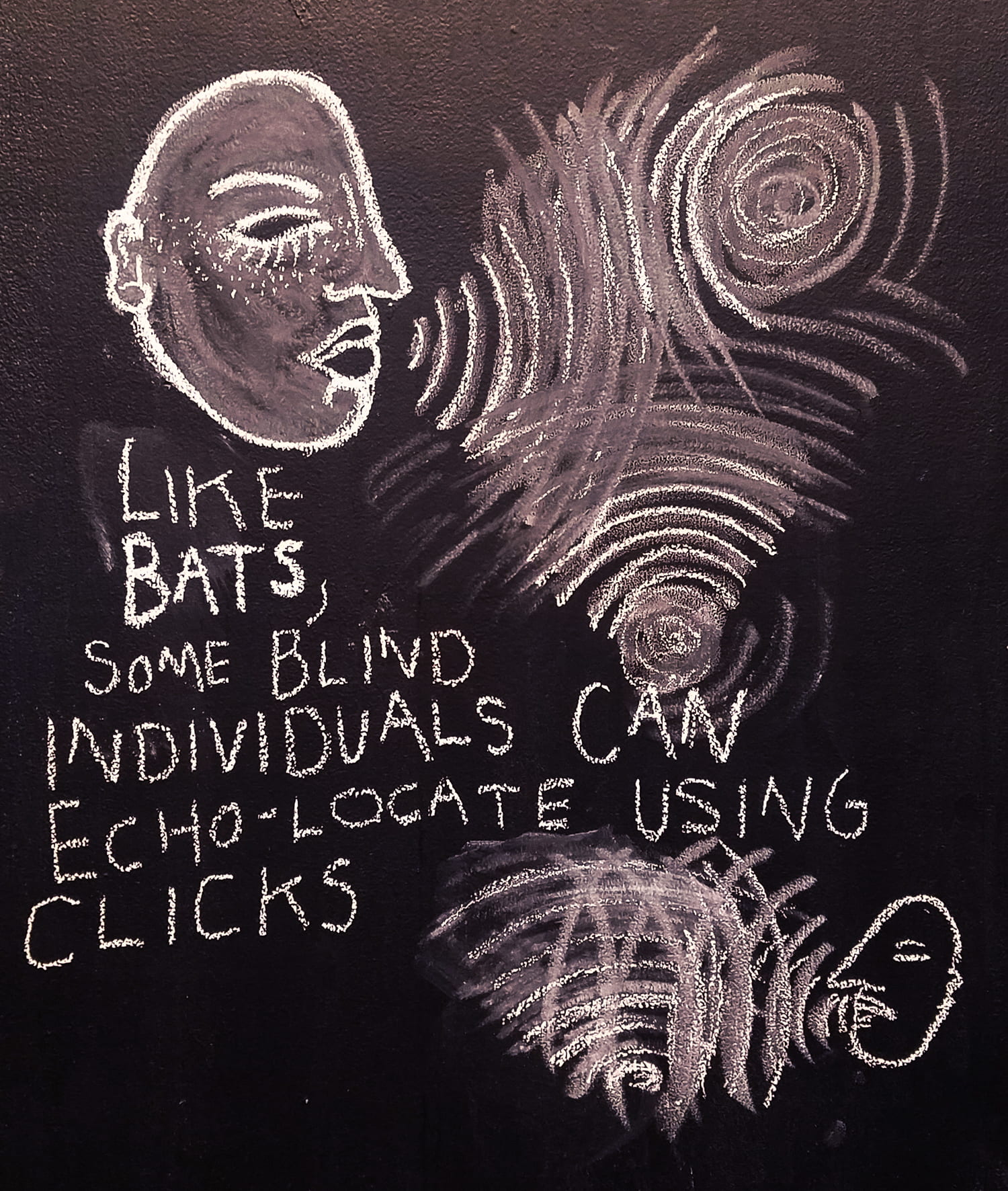 drawing of a human head making sound waves, and the words "like bats, some blind individuals can echo-locate using clicks"