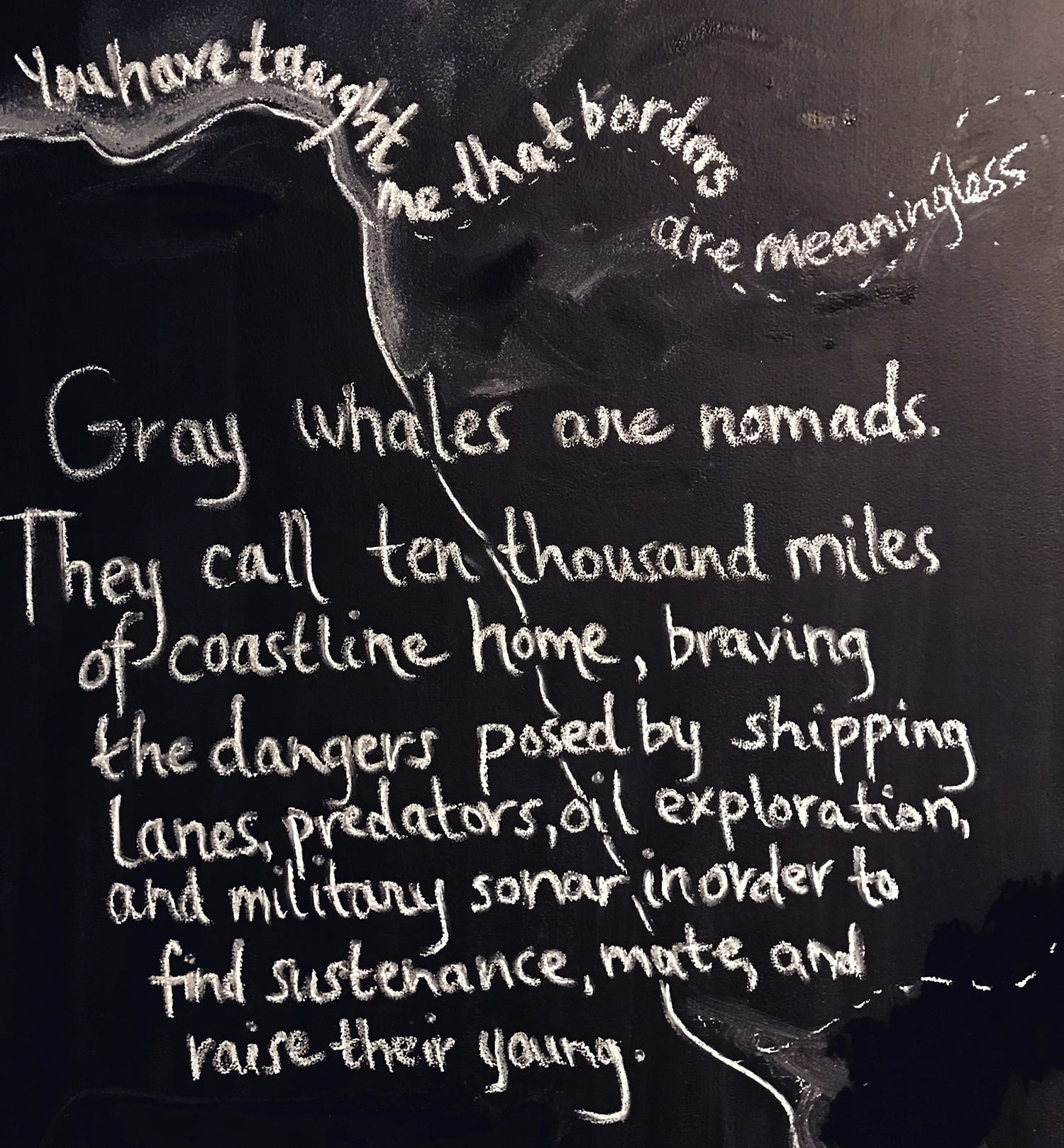handwritten words on a chalkboard: You have taught me that borders are meaningless. Gray whales are nomads. They call ten thousand miles of coastline home, braving the dangers posed by shipping lanes, predators, oil exploration, and military sonar in order to find sustenance, mate, and raise their young.