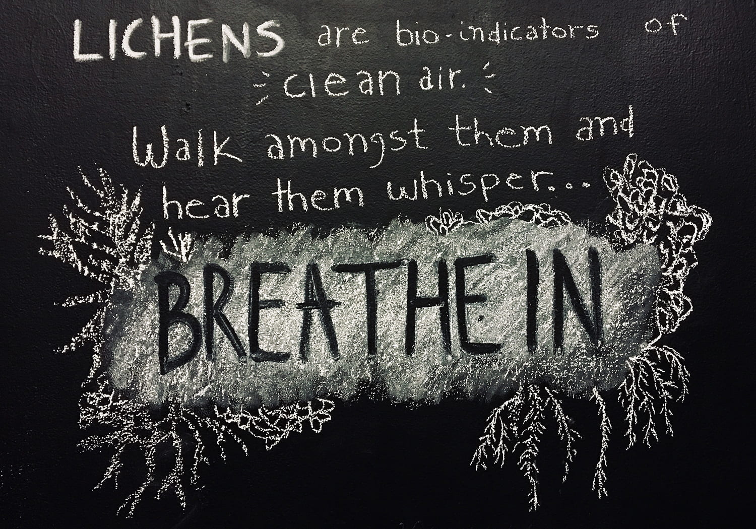 decorative words on a chalkboard: Lichens are bio-indicators of clean air. Walk amongst them and hear them whisper... Breathe in