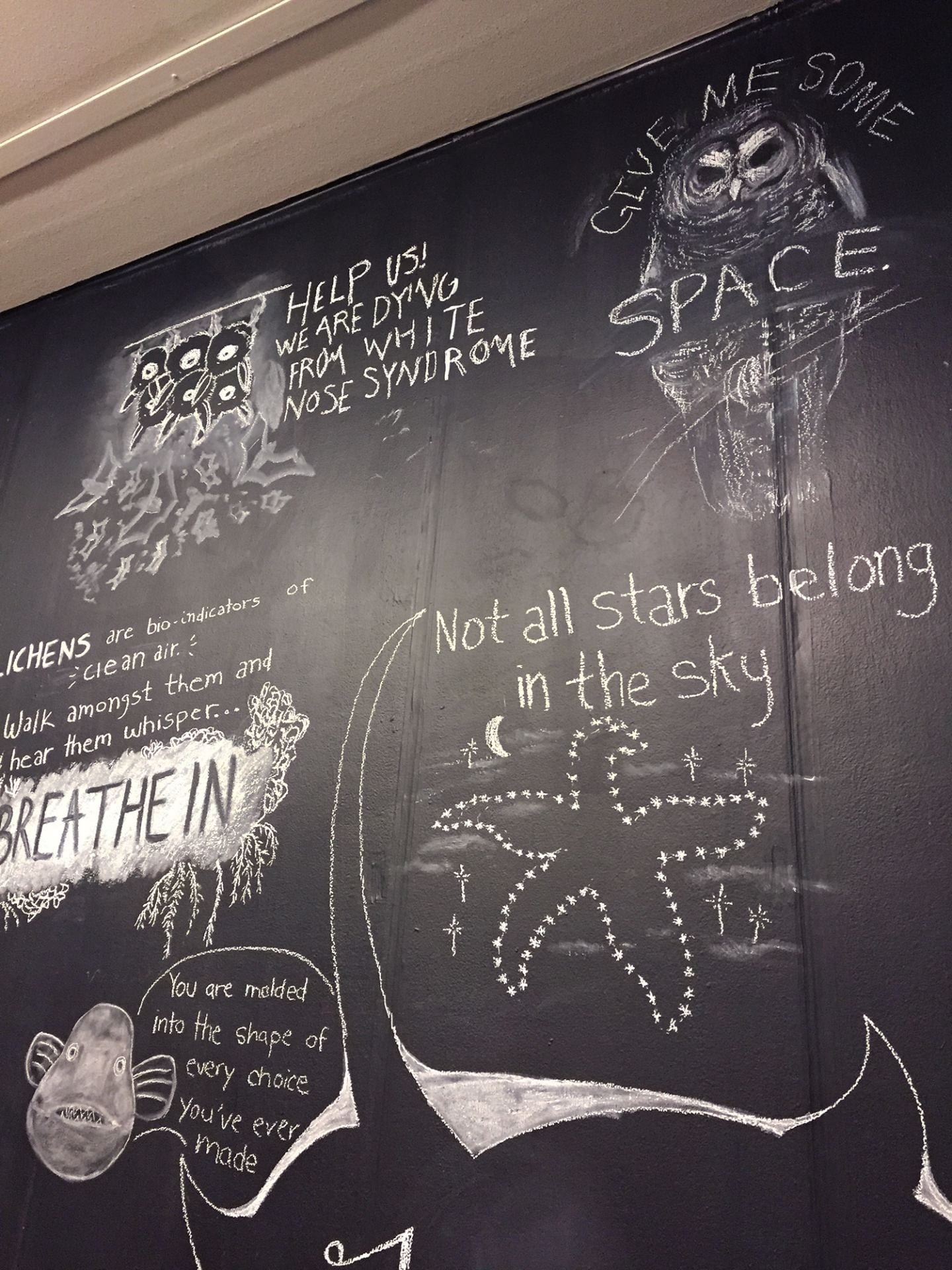 multiple labeled drawings on a chalkboard: bats with words "help us! we are dying from white nose syndrome", an owl labeled "give me some space", a starfish labeled "Not all stars belong in the sky", and a fish labeled "you are molded into the shape of every choice you've ever made"