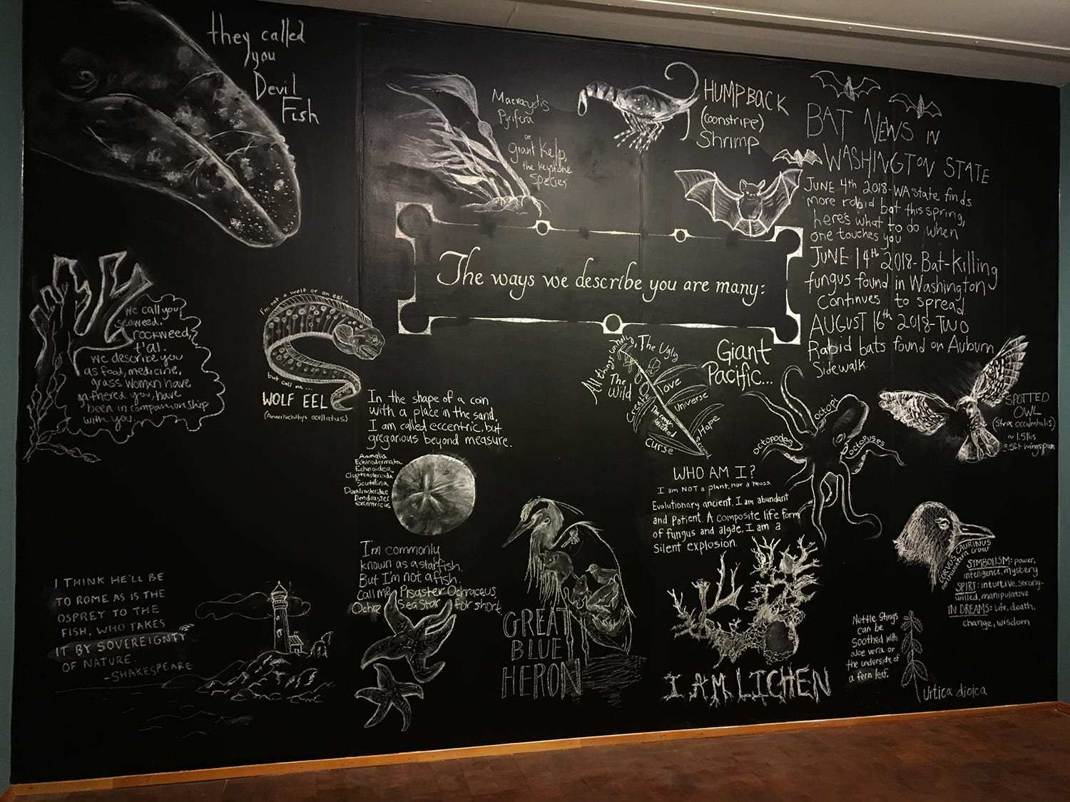 full view of a chalkboard with various labeled drawings on it