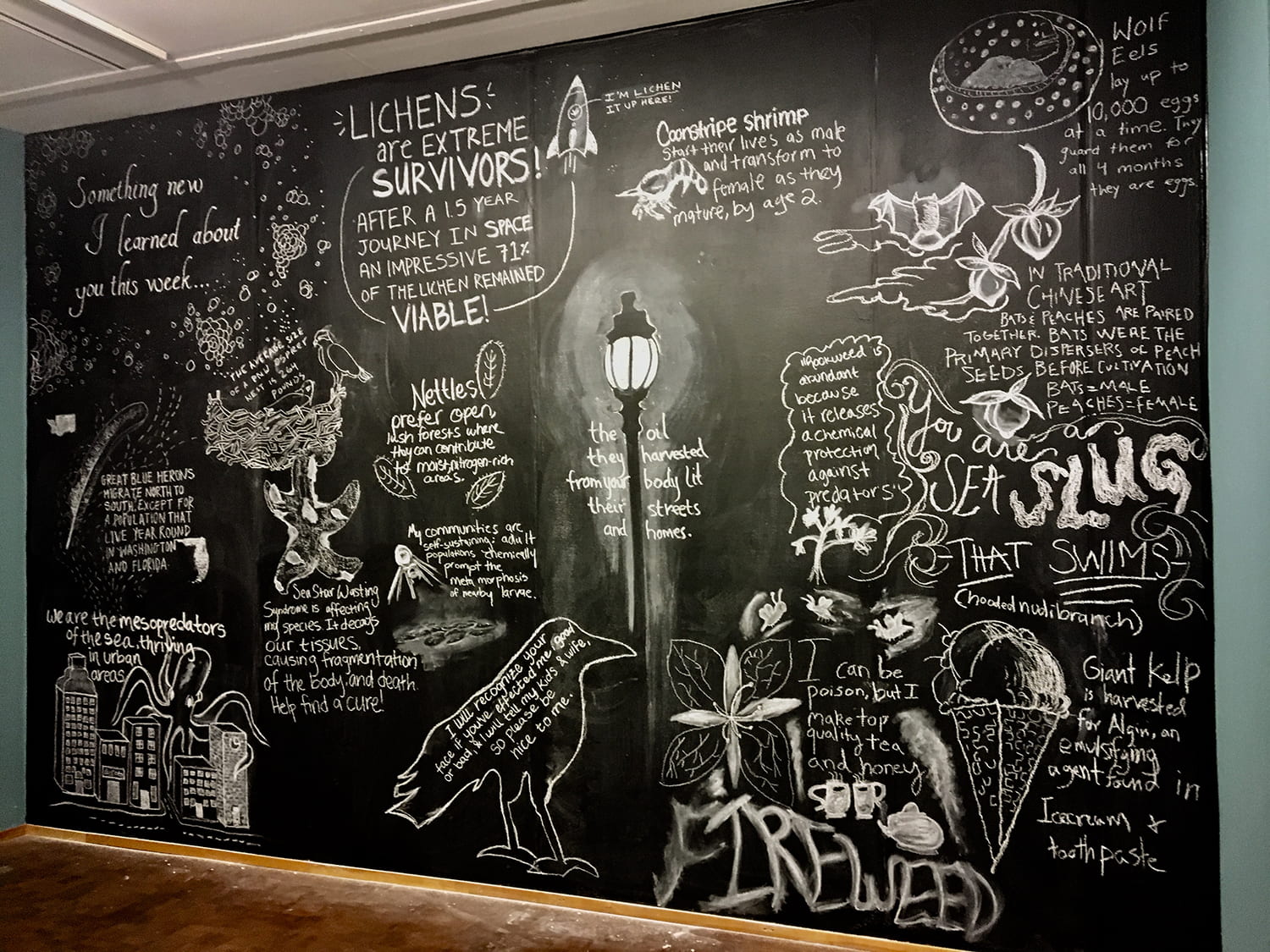 full view of a chalkboard with various labeled drawings on it