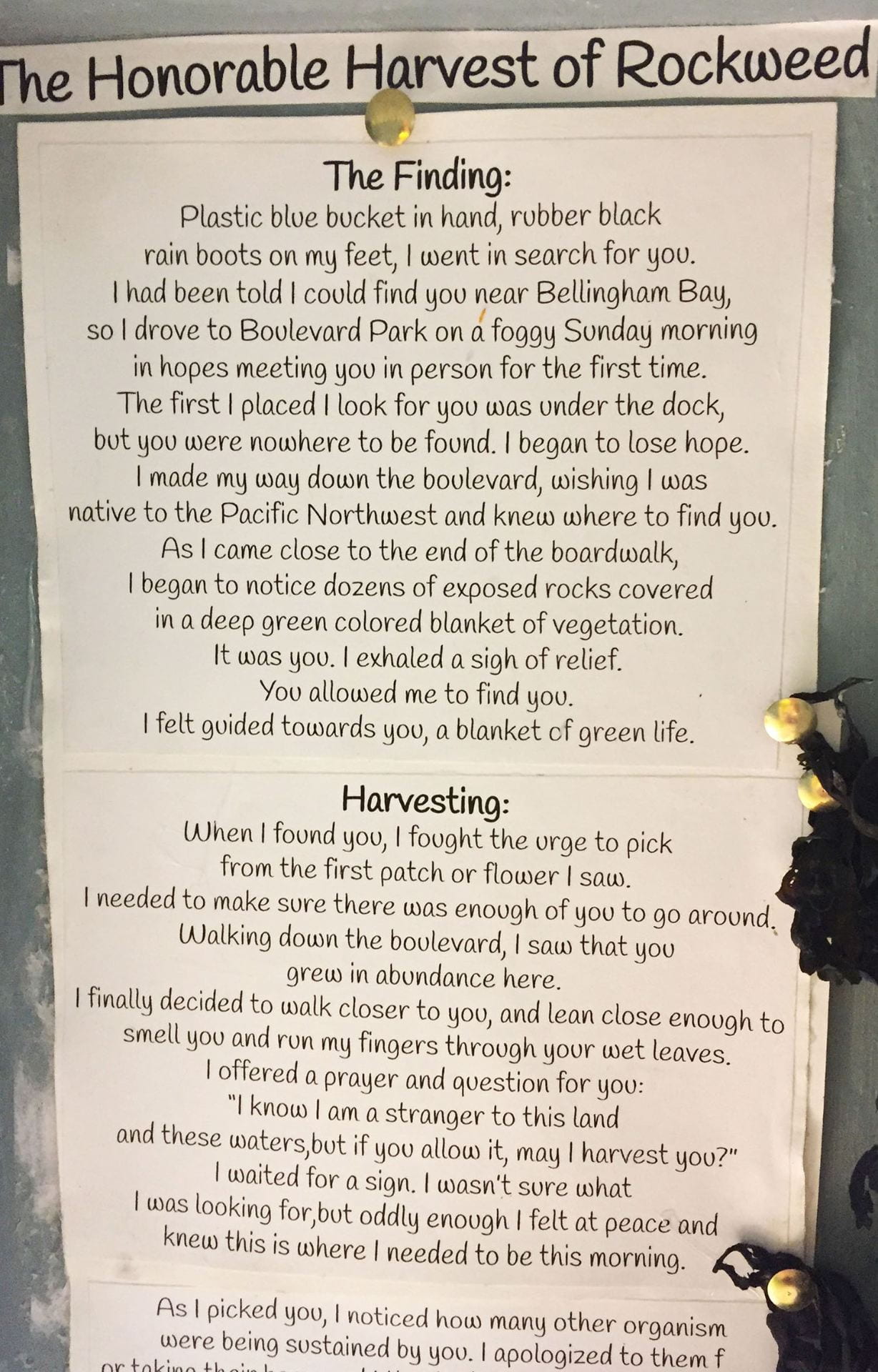 close-up of a paper titled "The Honorable Harvest of Rockweed" describing the finding and harvesting of rockweed