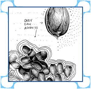 realistic illustration of an acorn and acorn shells. Handwritten words read Gary Day Acorn(s) with an arrow pointing to the shells