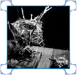 black and white photo of a nest held up with twigs on a table