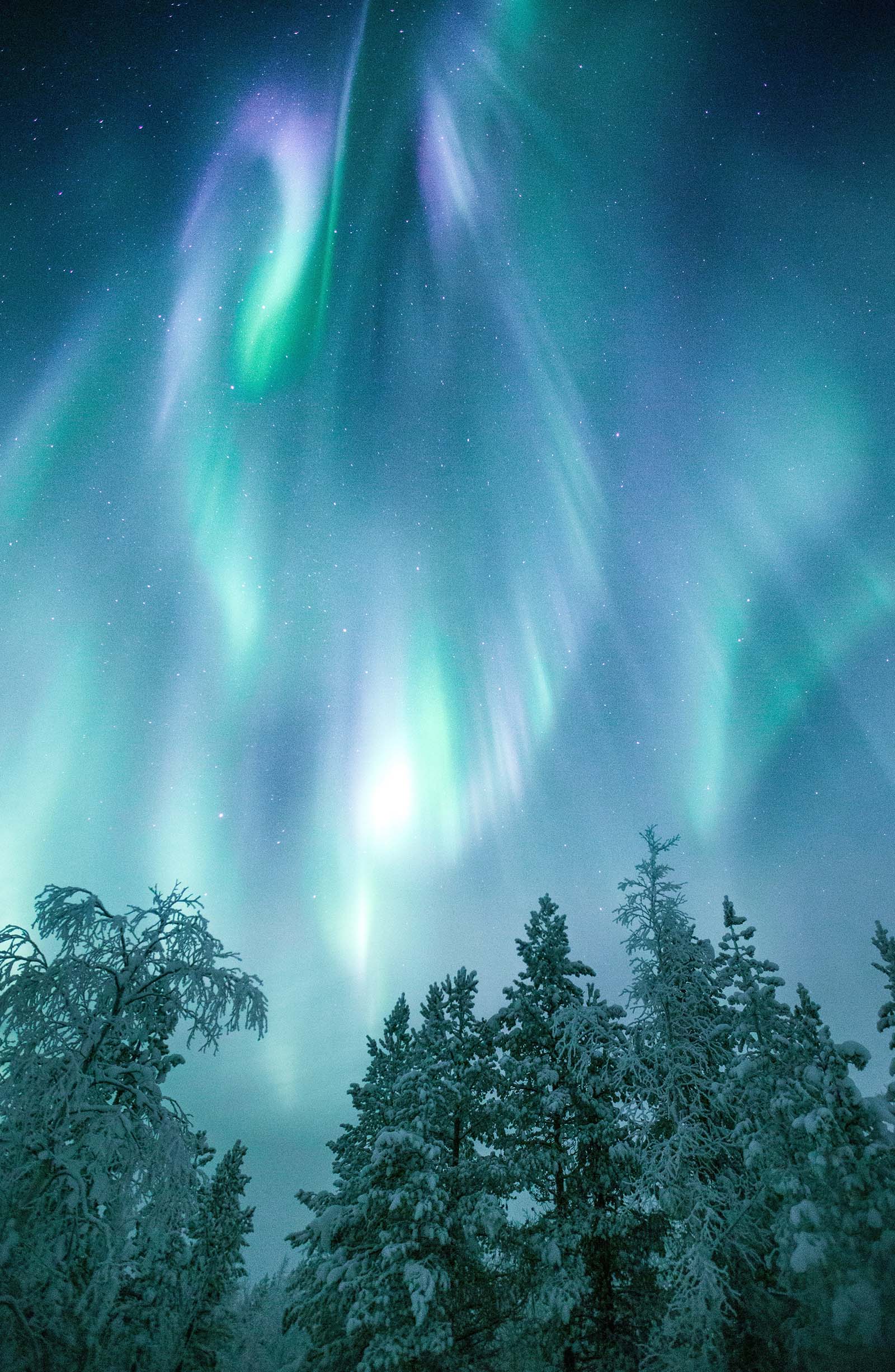 aurora borealis above a pine forest