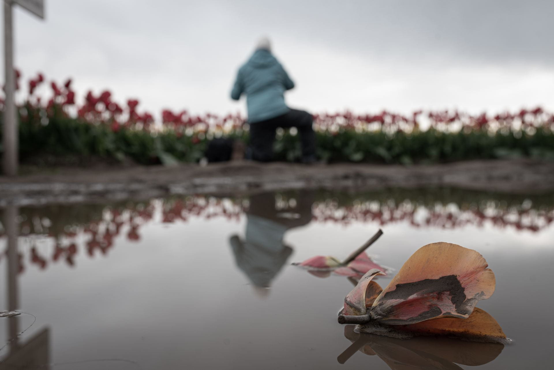 close-up of a tulip head in a puddle. In the blurry distance, a person kneels in front of a tulip field