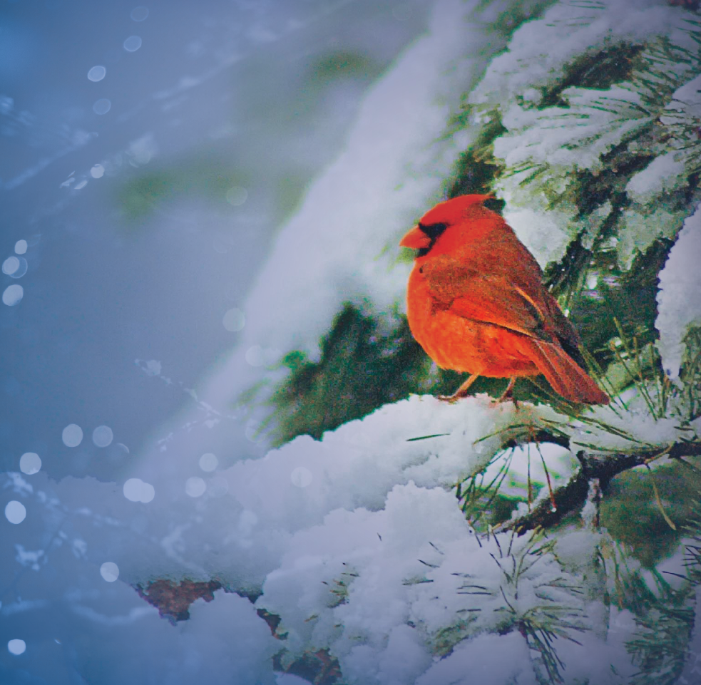 A cardinal sits on a snowy tree bough next to a dark blue sky with hints of holiday lights